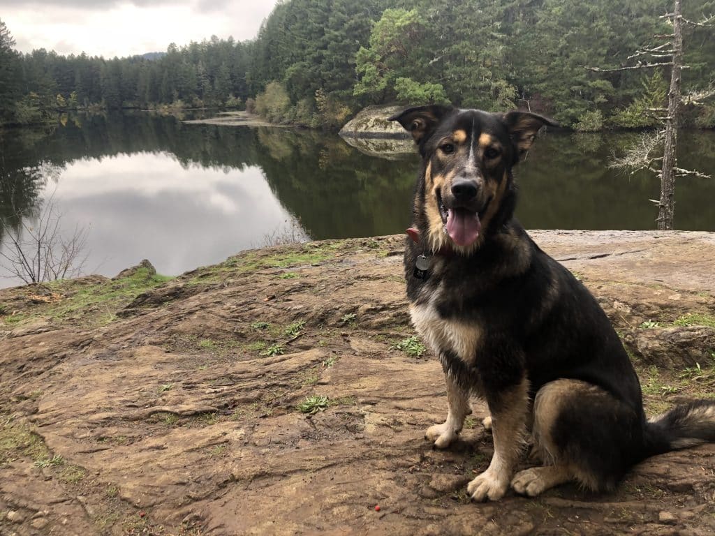 Rhone is a bigger dog posing for the camera. There is a lake behind Rhone and a lot of vegetation around. Dog poop in Kamloops. 