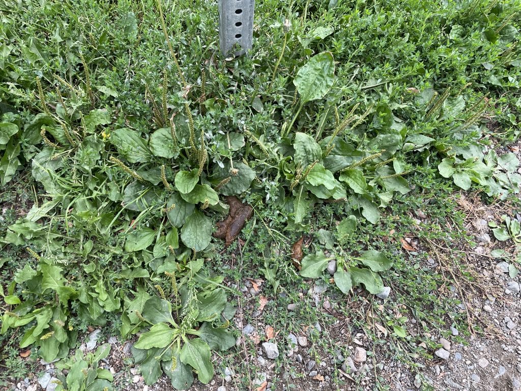 In the middle of the grass there is dog poop. 